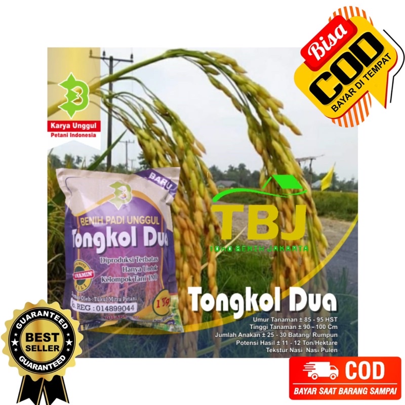 Benih Bibit Padi Tongkol 2 Berkualitas