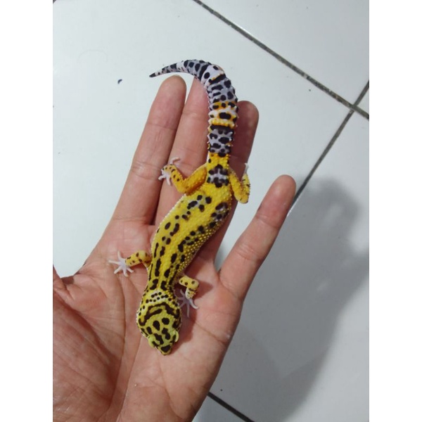 leopard gecko Juve bold stripe