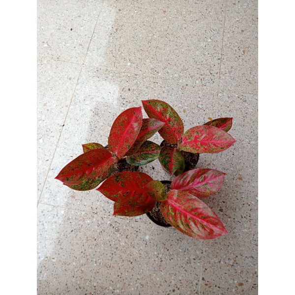 Aglonema Super Red Stardust Remaja Daun 5-6-7-8++