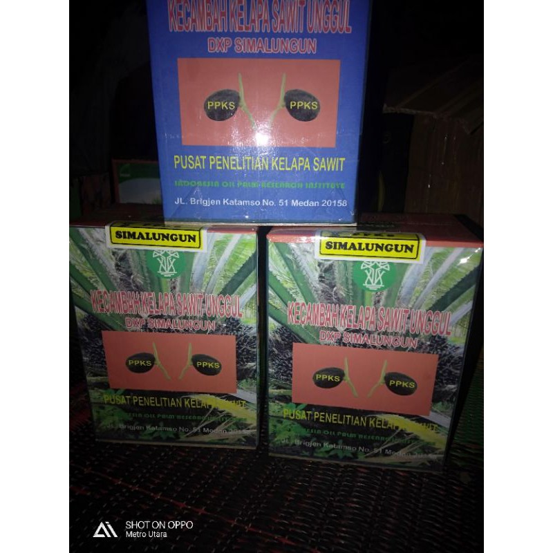 SEDIA BIBIT SAWIT SIMALUNGUN