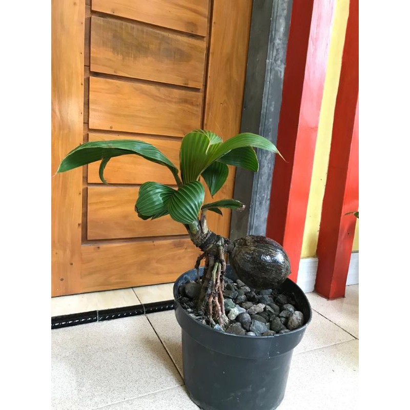 Bonsai kelapa minion genjah hijau - bonsai kelapa minion daun kerdil