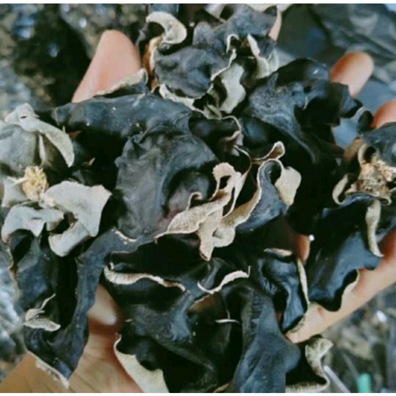 

jamur kuping super