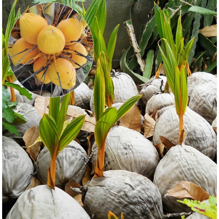 Bibit tanaman pohon kelapa gading (KHANZA)