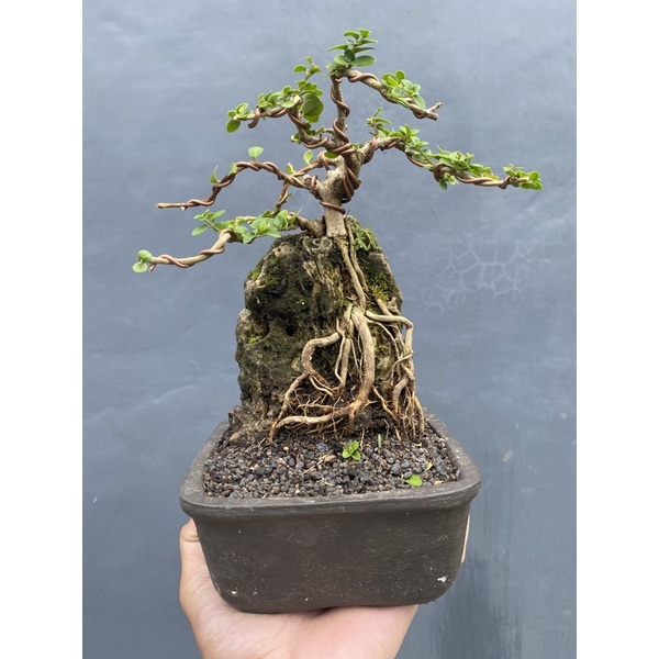 bonsai sancang on the rock