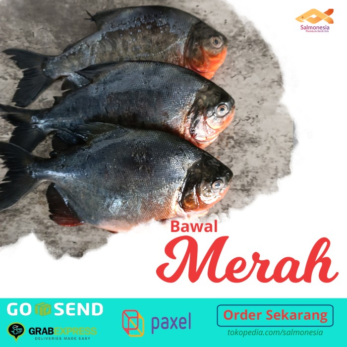 

Ikan Bawal Segar- Bawal Merah Bersih Sisik Isi Perut 1 Kg isi 3-4 Ekor