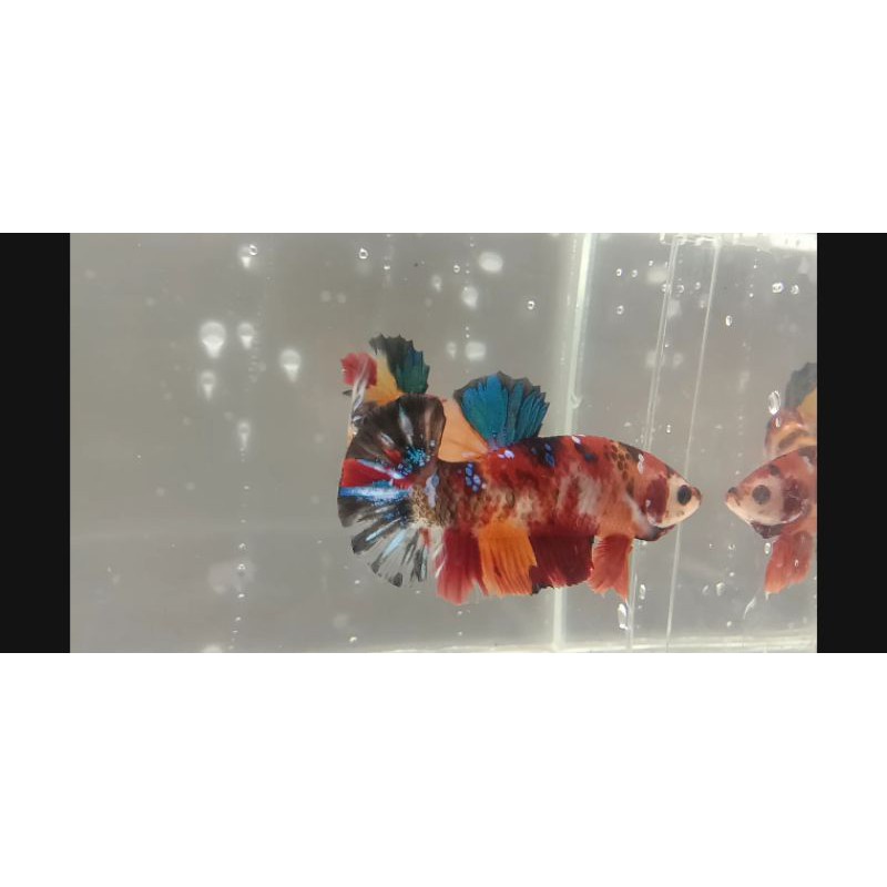 cupang nemo galaxy multicolor