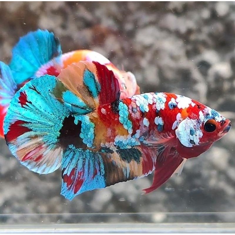 Cupang Hias Multicolour Nemo Galaxy Koi Red Koi Fancy Hellboy Shopee Indonesia