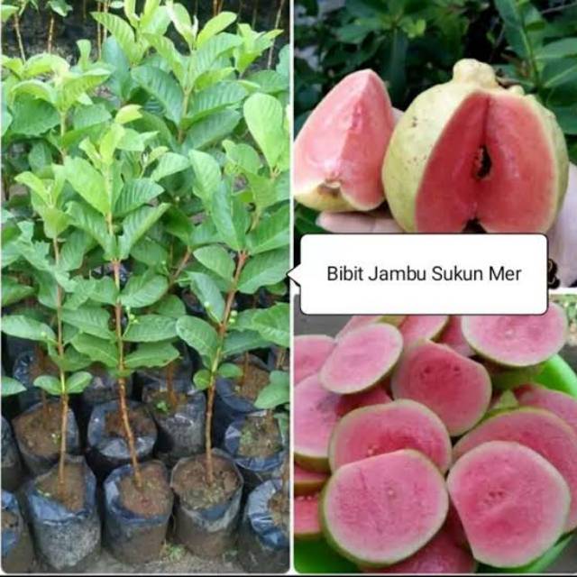 Bibit jambu sukun merah super