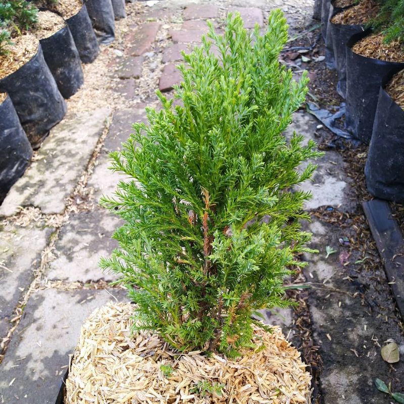 Bunga CEMARA DURI - Tanaman Hias Hidup Daun Cemara Duri - Pohon Cemara Duri Bahan Bonsai