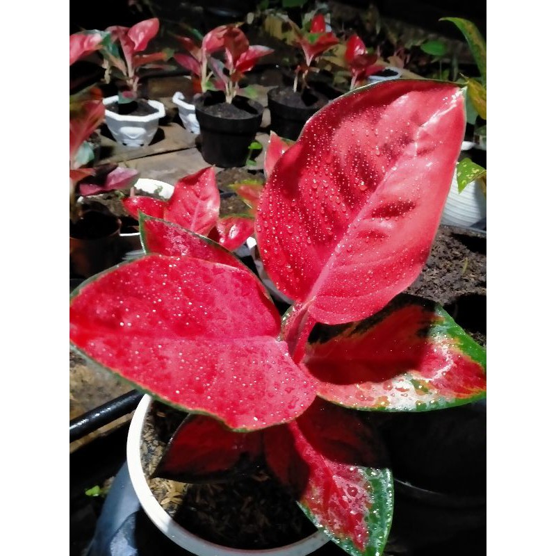 Bunga Aglonema suksom Jaipong