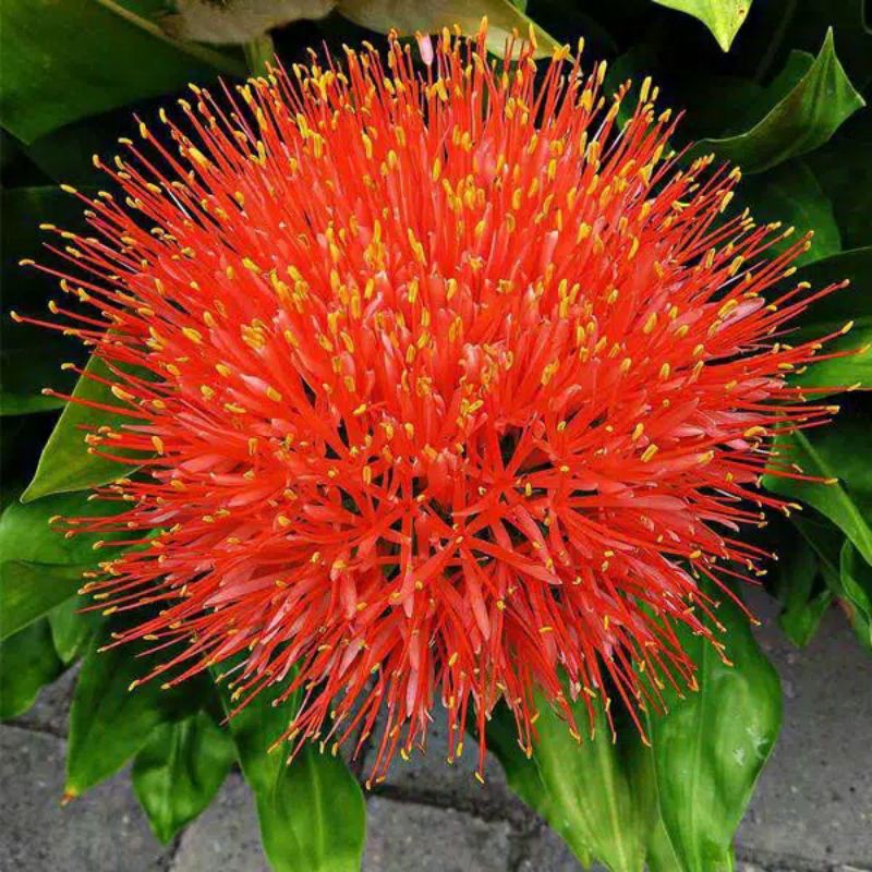 Umbi bunga Desember / Blood lily.