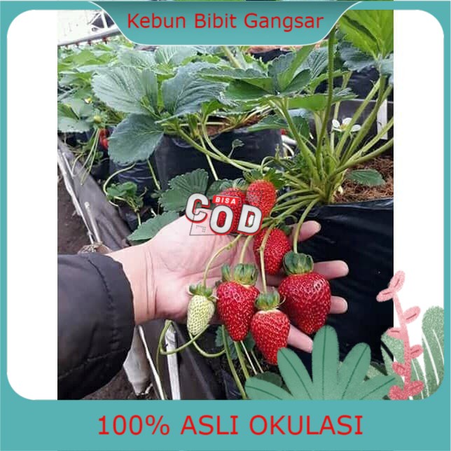 Bibit Strawberry Jumbo