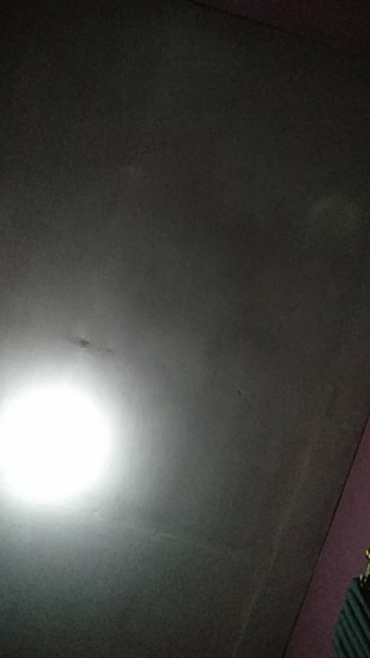 Tanaman Hias Brokoli Kuning