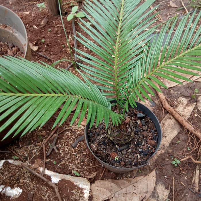 tanaman hias bibit palem sikas - anak palem sikas - pohon palem sikas