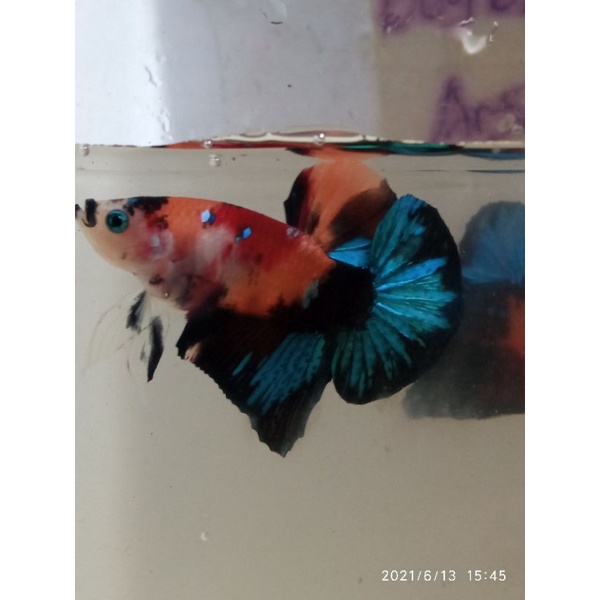 ikan cupang hias/ikan cupang jenis koi