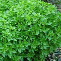 Benih Bibit Biji - Basil (Dwarf) Minette Herb Seeds - IMPORT