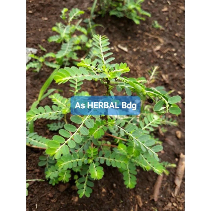 

Daun Meniran segar dan Fresh / meniran segar-az