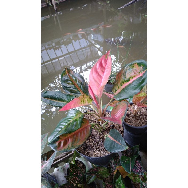 aglonema kocin pelangi