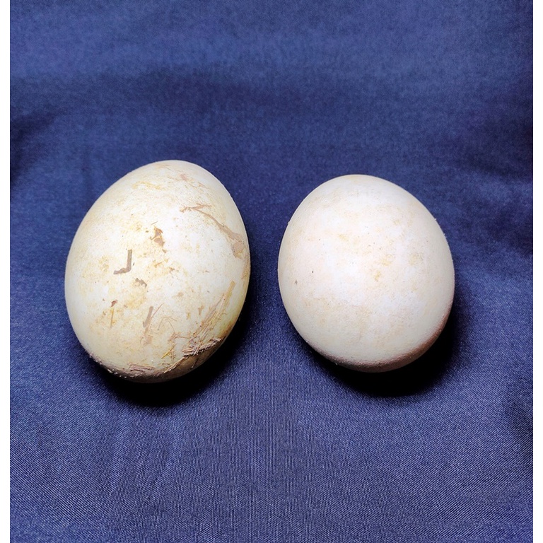 

Telur Angsa Busuk