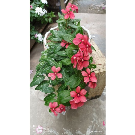 BENIH FRESH BUNGA CANTIK VINCA/TAPAK DARA JUNTAI/GANTUNG ORANGE FLAMINGO