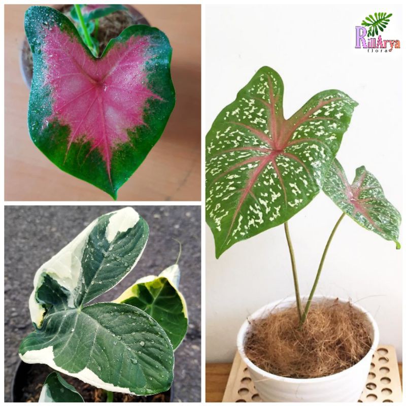 PAKET HEMAT 3 JENIS KELADI ( Keladi Pink, Keladi Tikus Variegata, Keladi Spider)