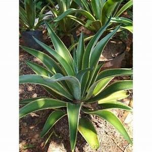 Tanaman HIas Agave king