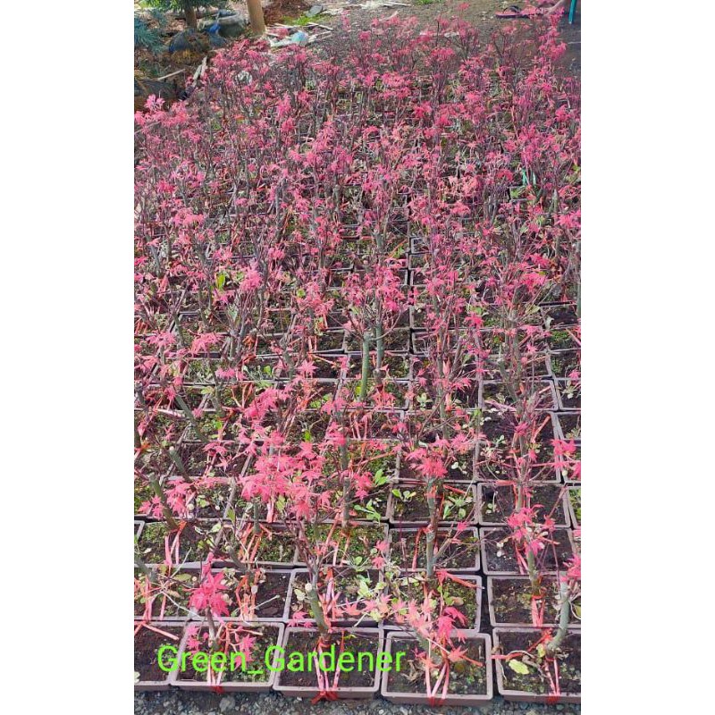 Bonsai Red Maple Japanese / red maple inport