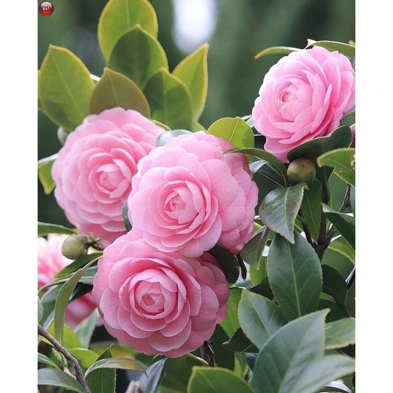Camelia pink  (Camelia japonica) - tanaman Camelia pink - bunga Camelia pink MURAH