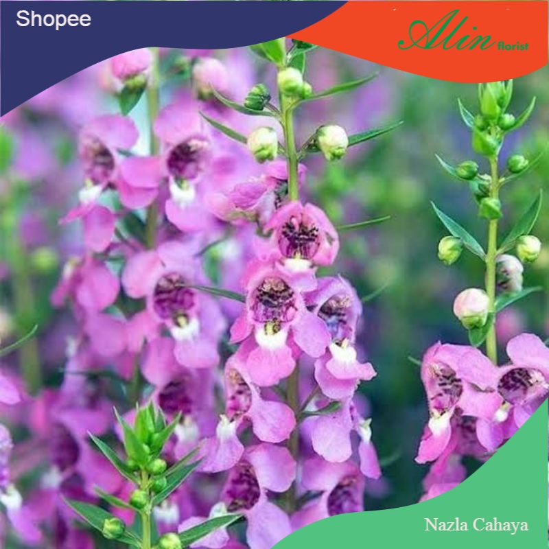 tanaman lavender /tanaman pengusir nyamuk / lavender