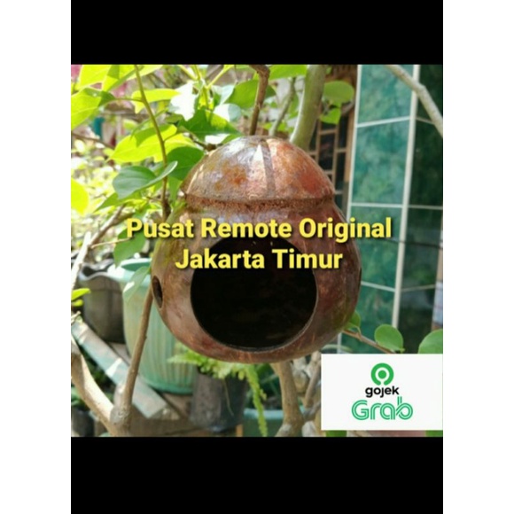 GLODOK BURUNG MURAI LOVE BIRD KENARI SARANG TELUR BURUNG BATOK