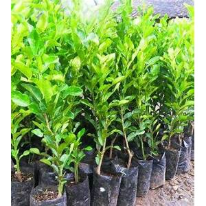 Bibit Tanaman Jeruk Purut / Hasil Okulasi Cepat Berbuah / Jeruk Untuk Masak Tinggi 40CM - 90CM