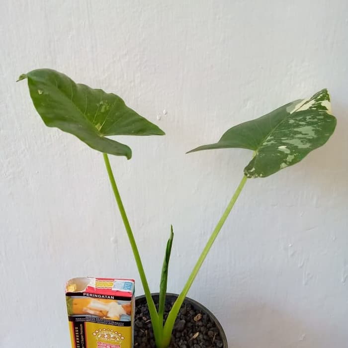 Keladi Variegata Shopee Indonesia