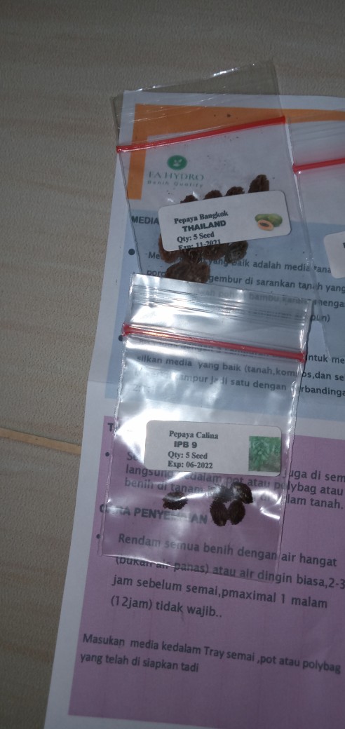 5 Biji - Benih Paprika Merah Red Star F1, Bibit Paprika F1 Cocok Disemua Dataran