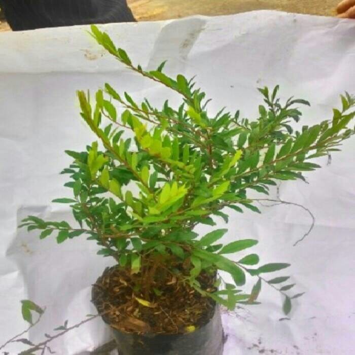 tanaman hias cendrawasih / pohon cendrawasih