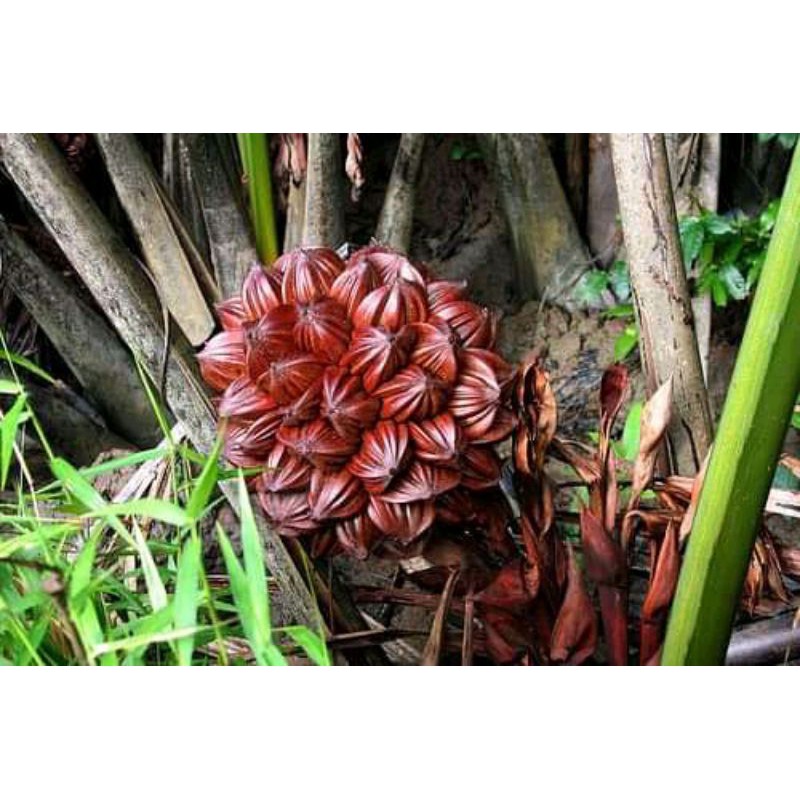 

BUAH NIPAH~BUAH POHON DAHON HERBAL ALAMI