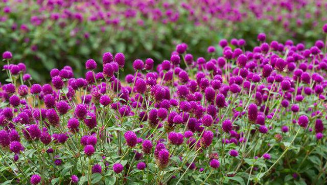 Ready Jumbo Maxi Cardi Mega Mendung Kardigan Outer Wanita Batik Katun Halus Kondangan Kantoran