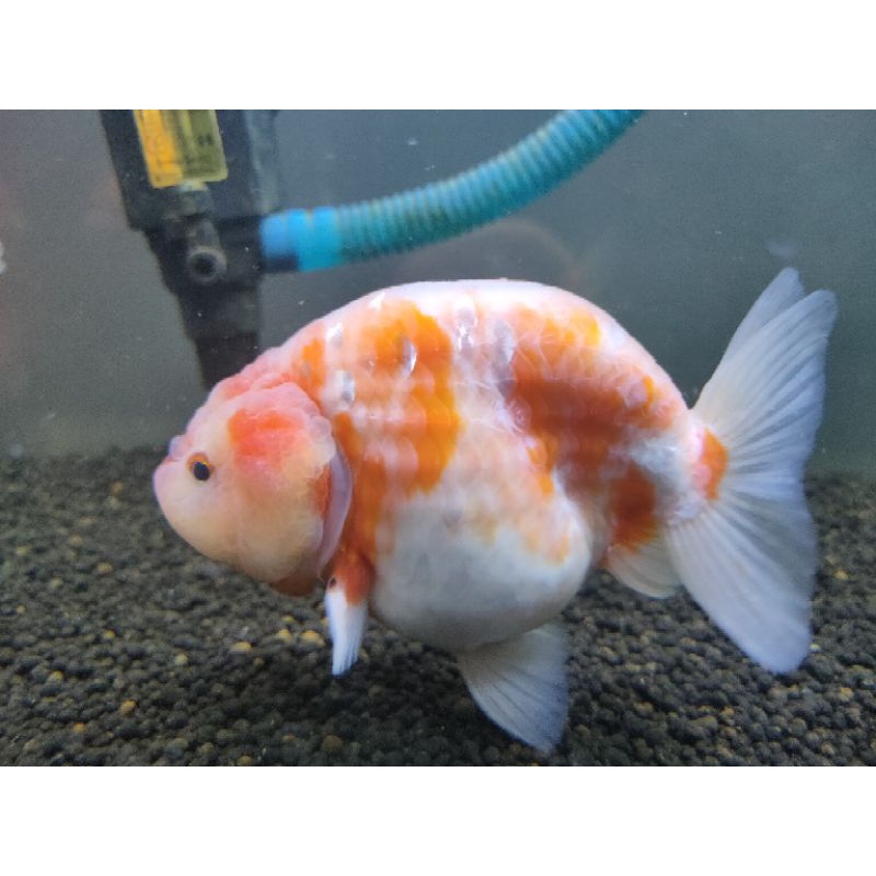 Ikan Mas Koki Goldfish Ranchu Sakura