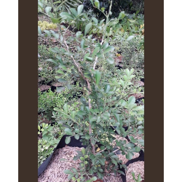 Jual Tanaman hias kemuning mini wangi/Tanaman hias kemuning mini bunga ...