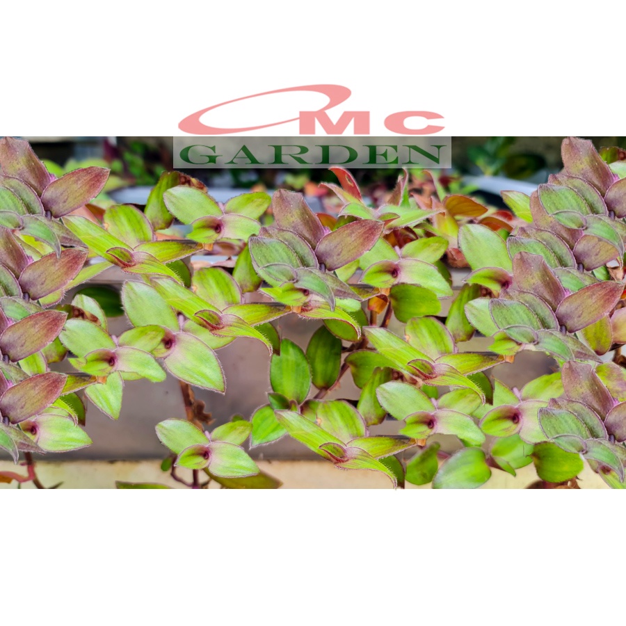 Tradescantia Zebrina Zabrina Hijau Ungu Pink Tanaman Hias Gantung Bibit Berakar TZ-1020