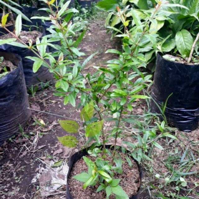 Pohon Delima Hitam'Bibit Tanaman Delima Hitam