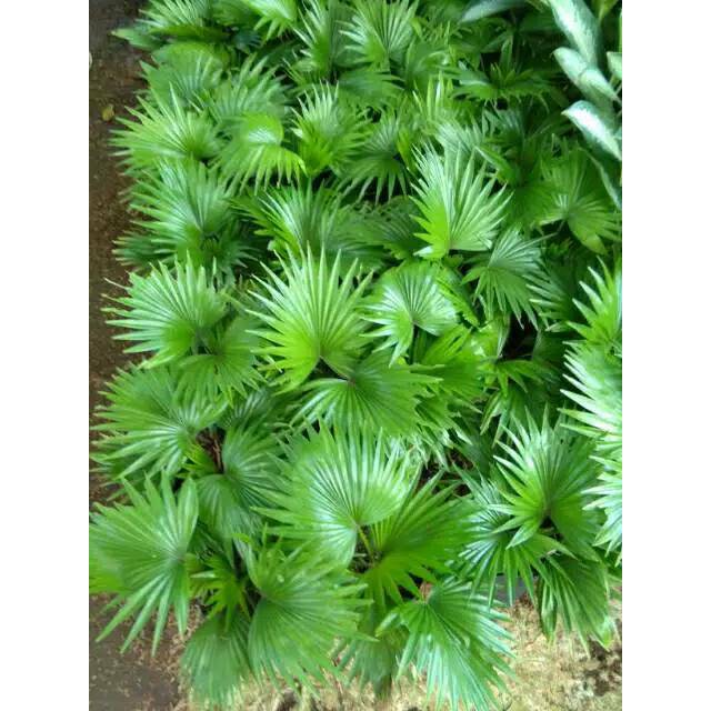 Jual Tanaman Palm Sadeng Palm Bintang Palem Shopee Indonesia