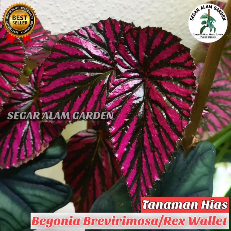 Tanaman Hias Begonia Brevirimosa/Rex Wallet - Begonia Rex Wallet Brevirimosa