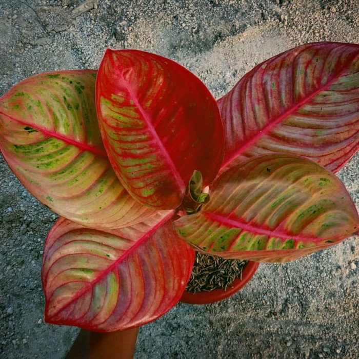 Aglonema goliath merah Bibit/Bonggol Tanaman Hias