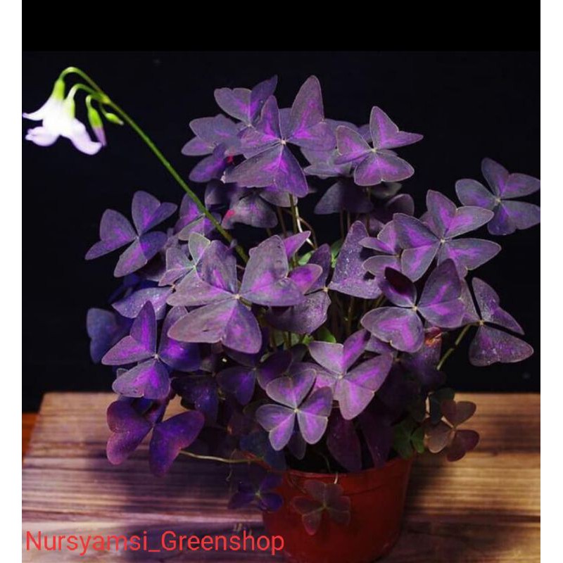 Tanaman hias oxalis triangularis - oxalis triangularis- oxalis