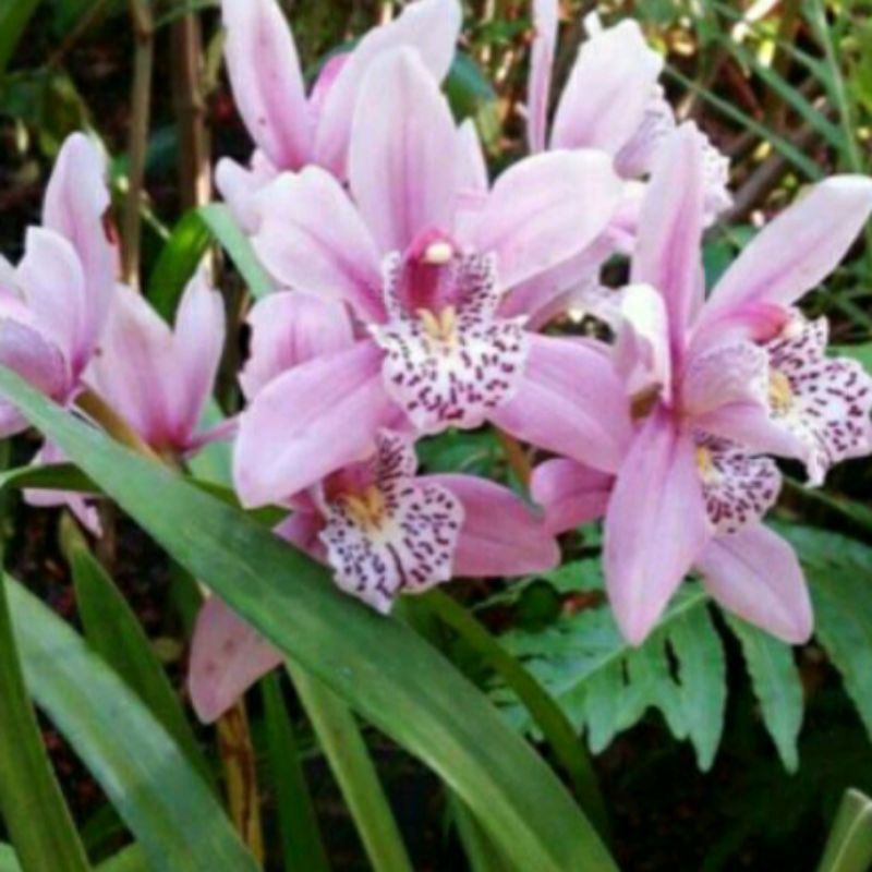 tanaman hias bunga anggrek tanah bibit tanaman pohon anggrek tanah/bibit tanaman anggrek tanah bunga