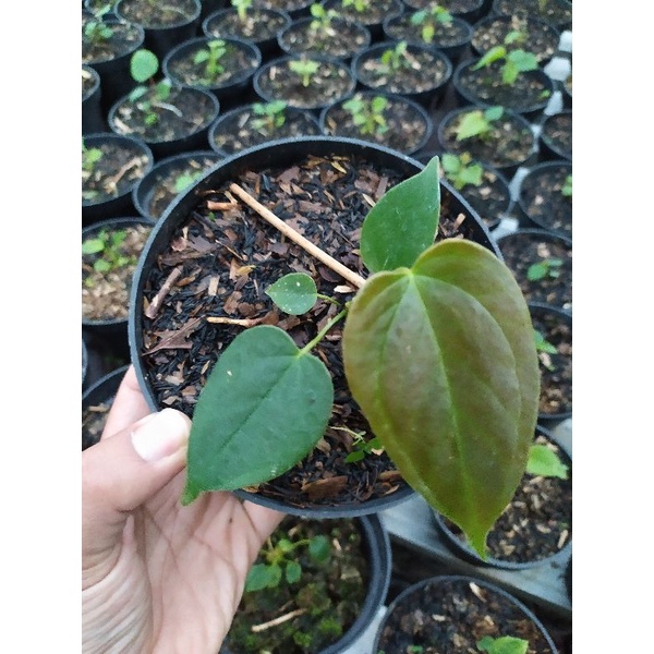 Tanaman Anthurium Modeanum