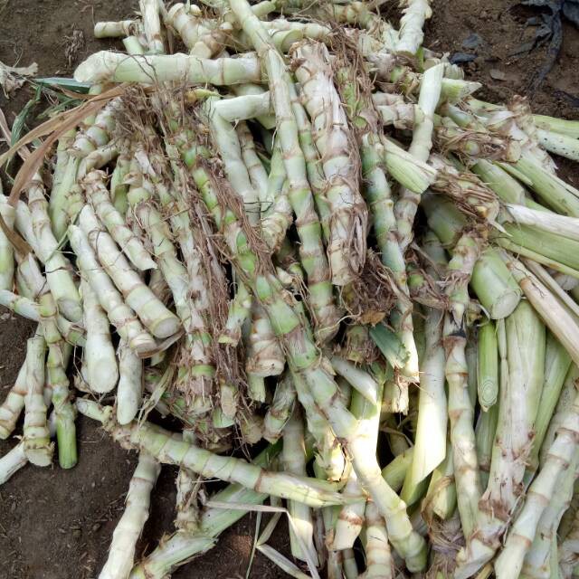 Stek batang rumput odot super