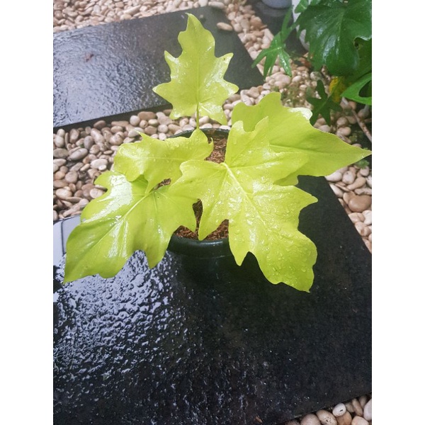 PHILODENDRON WARSCEWICZII AUREA FLAVUM / GOLDEN FINGER & GOLDEN SAW