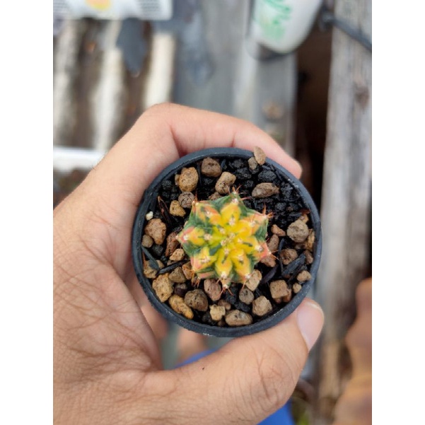 Kaktus Gymnocalycium-Gymno Multicolor/Multicolour Hybrid