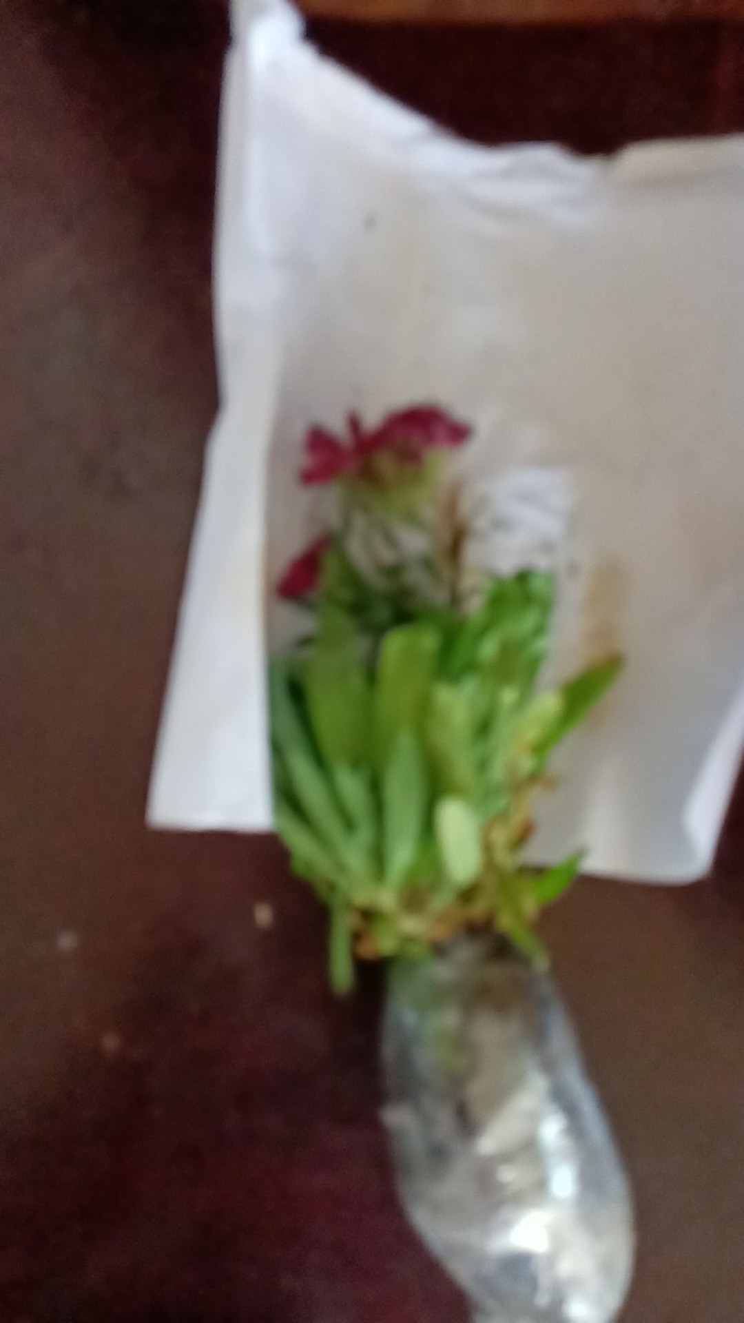 Tanaman Hias Dianthus Atau Anyelir 3 Warna